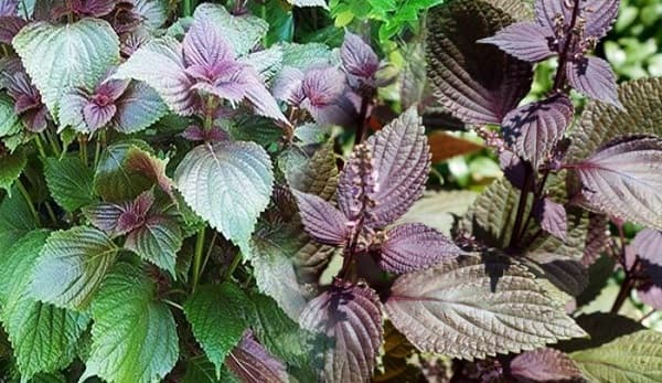 Trào ngược dạ dày nên ăn rau gì