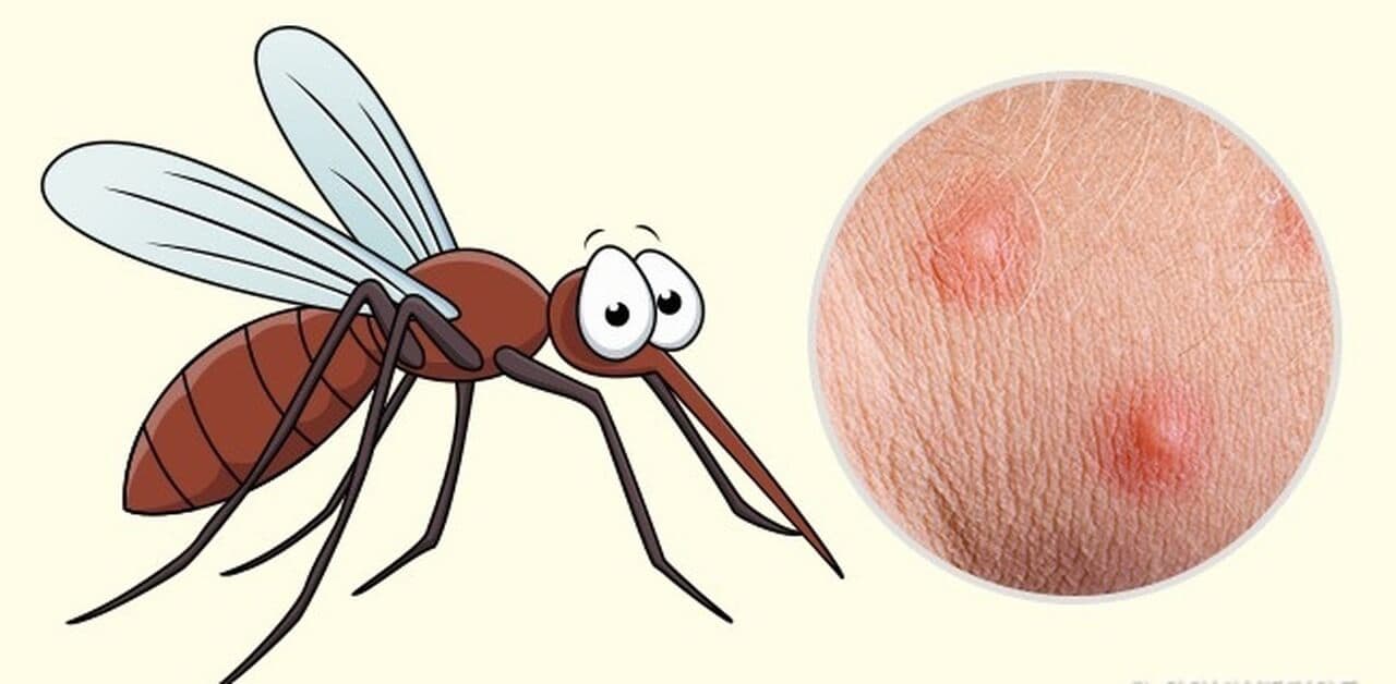 Sốt xuất huyết Dengue là một loại bệnh do nhiễm virus Dengue được truyền từ muỗi Aedes aegypti