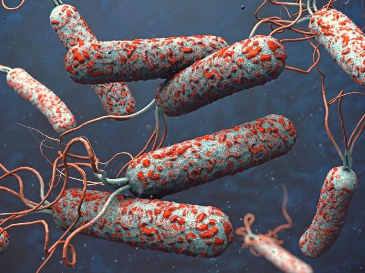 vắc xin phòng tả