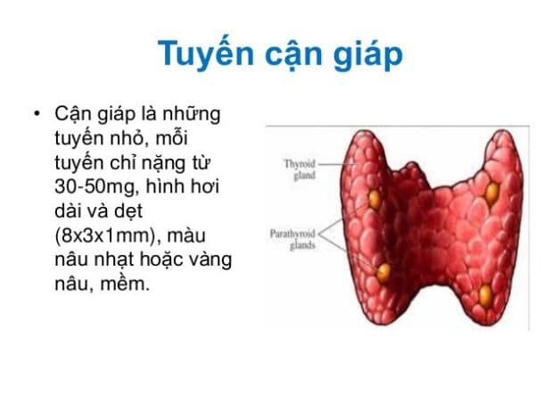 Hình ảnh tuyến cận giáp