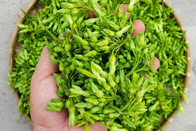 Mất ngủ ăn rau gì? Hoa thiên lý từ lâu đã được chứng minh có công dụng an thần, giúp dễ ngủ