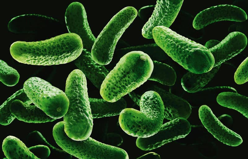 Vắc xin uốn ván chứa các thành phần của vi khuẩn Clostridium tetani, nhưng đã được làm yếu và không có khả năng gây bệnh