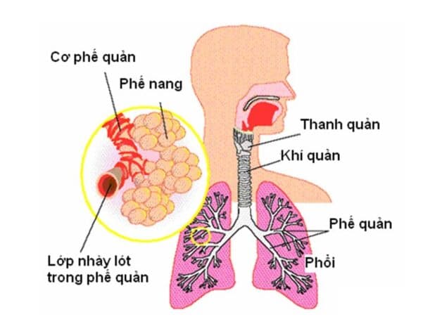 Cấu tạo hệ hô hấp ở người