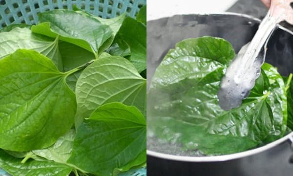 Chữa viêm chân răng bằng thuốc nam: sử dụng lá lốt