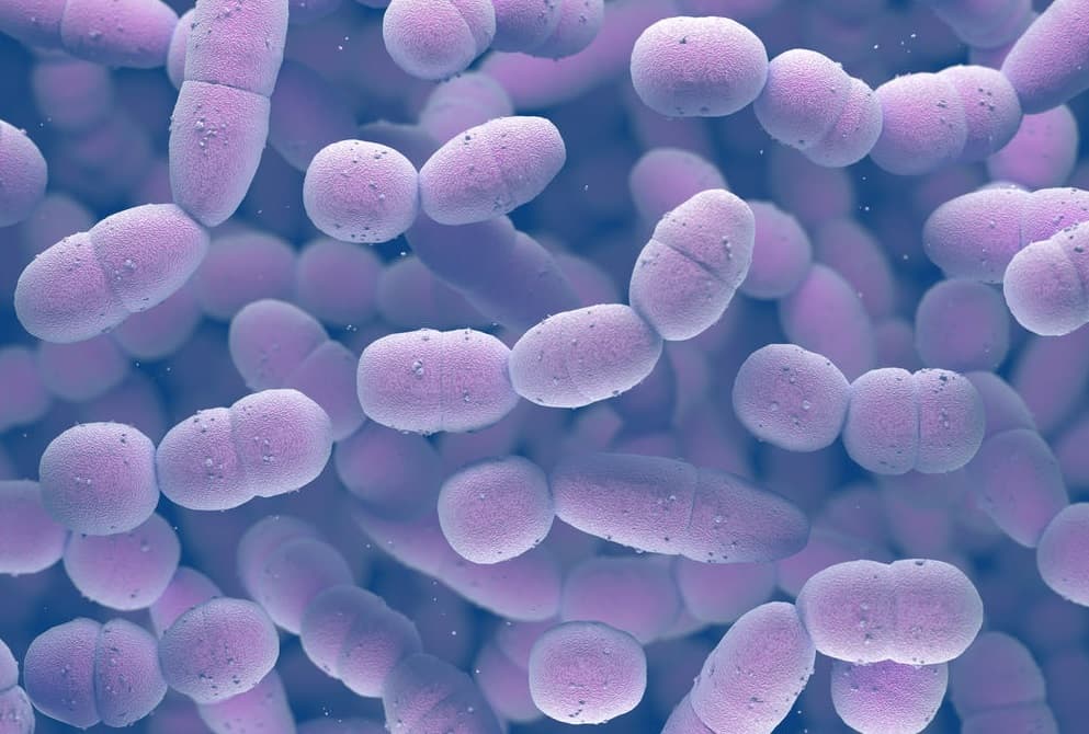 Vi khuẩn phế cầu Streptococcus pneumoniae là loại vi khuẩn vô cùng nguy hiểm gây nhiều bệnh ở cả trẻ em và người lớn