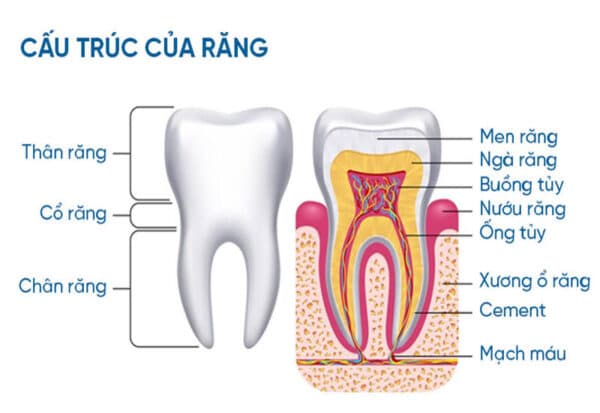 Tìm hiểu về cấu trúc của răng