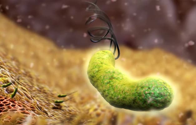 Vi khuẩn HP có khả năng lây lan nhanh chóng từ người qua người