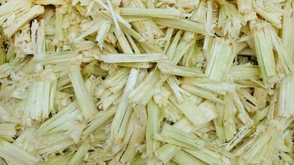 Sử dụng bã mía để loại bỏ vôi răng cứng đầu