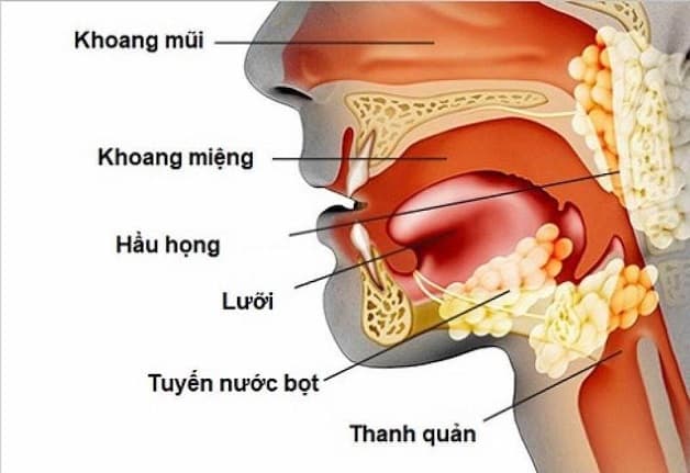 Nhiễm khuẩn đường hô hấp trên là gì?