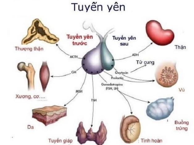tuyến yên biểu hiện