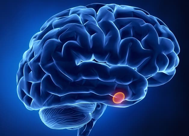 Tuyến yên là cấu trúc nội tiết nhỏ nhưng có chức năng chi phối nhiều hoạt động của cơ thể.