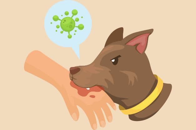 các trường hợp không nên tiêm vacxin phòng bệnh dại và một số lưu ý quan trọng