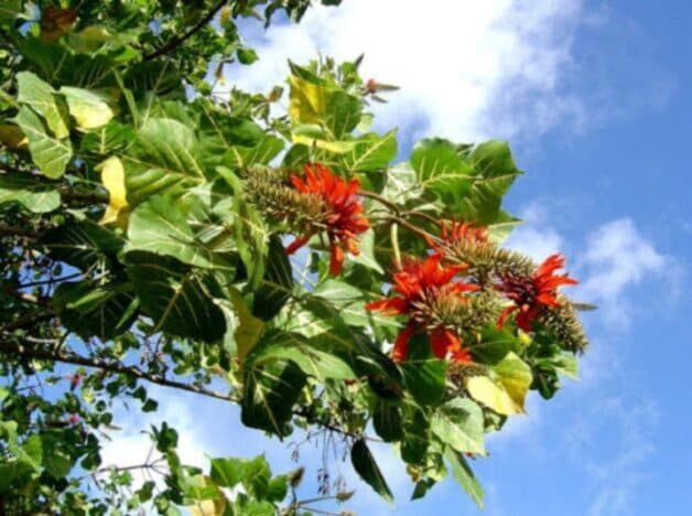 Cây vông là loại cây cực phổ biến ở Việt Nam