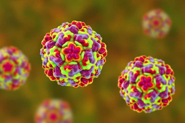 Virus Rhinovirus là một trong những nguyên nhân phổ biến gây bệnh sốt siêu vi ở trẻ