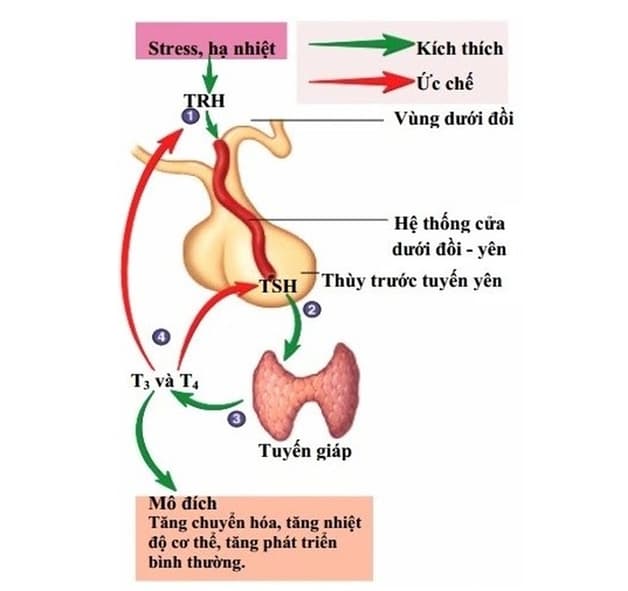 TSH được tạo ra bởi tuyến yên (tuyến nhỏ nằm dưới não) có chức năng điều hòa hoạt động của tuyến giáp. 