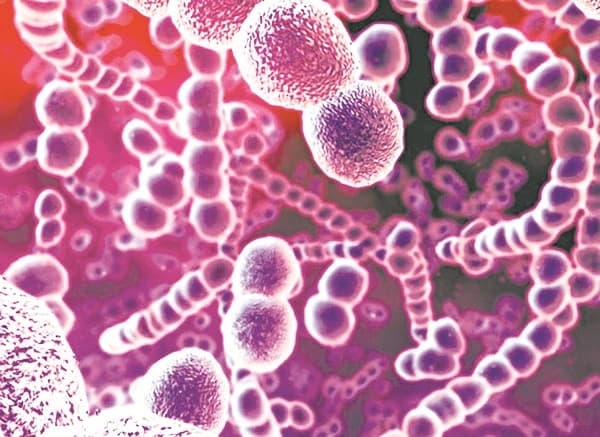 Vi khuẩn phế cầu có hình tròn được liên kết với nhau thành chuỗi hoặc từng cặp.