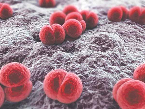 Vi khuẩn viêm não mô cầu có hình dáng 2 quả cầu gắn vào nhau