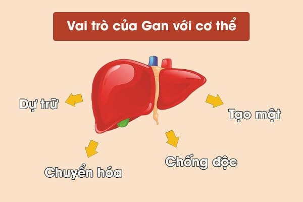 gan bị ung thư ảnh hưởng chức năng gan
