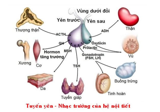 Tuyến yên- nhạc trưởng của hệ nội tiết