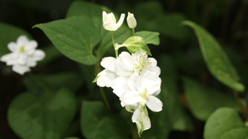 Giải đáp: Bé bị tay chân miệng tắm lá gì?