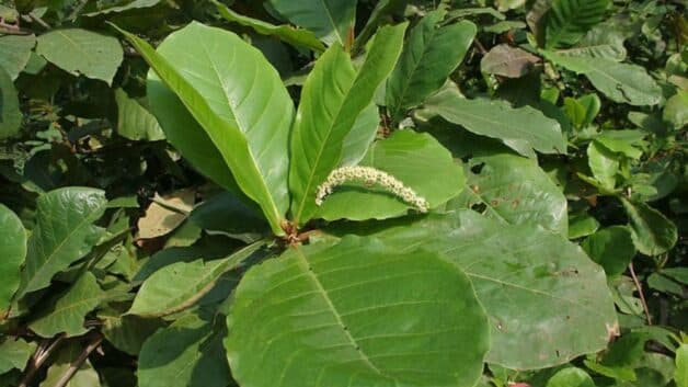 Các loại lá chữa bệnh trĩ