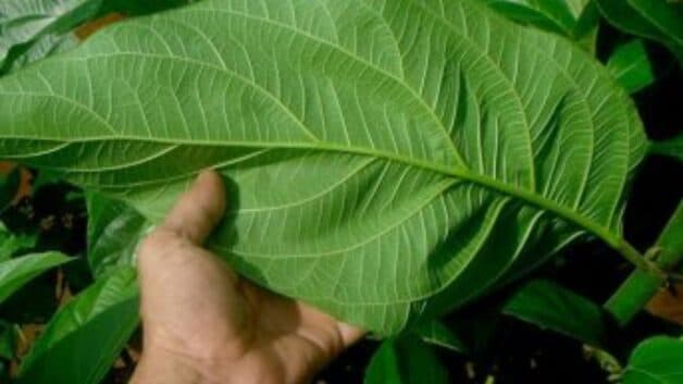 Cây ngái trị bệnh trĩ