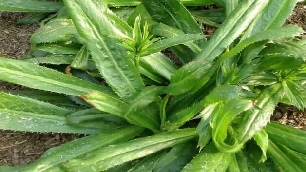 Hình ảnh cây ngò gai - cây ngò gai chữa bệnh trĩ