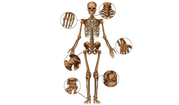 Cơ thể có bao nhiêu loại khớp