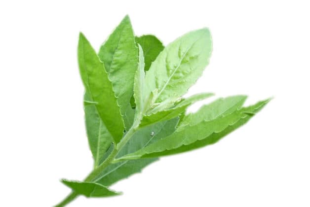 Lá cúc tần chữa bệnh trĩ