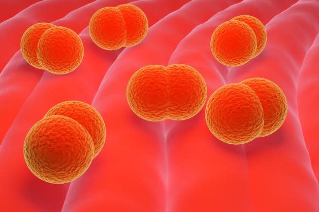 Minh họa vi khuẩn gây viêm màng não mô cầu