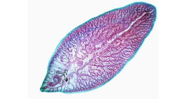 Sán lá gan xâm nhập vào cơ thể người qua đâu