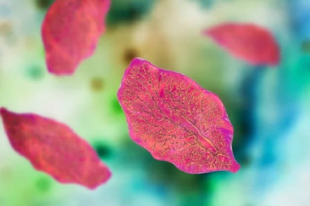 Sán lá gan xâm nhập vào cơ thể con người qua đâu?