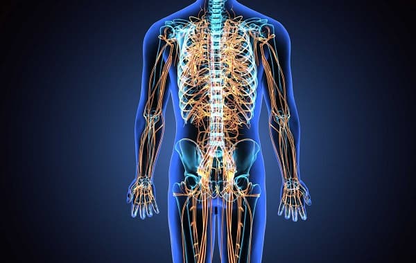 thần kinh ngoại vi