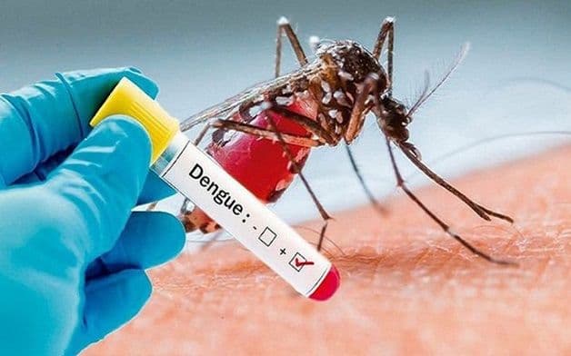 Virus Dengue chính là tác nhân gây nên bệnh sốt xuất huyết ở trẻ
