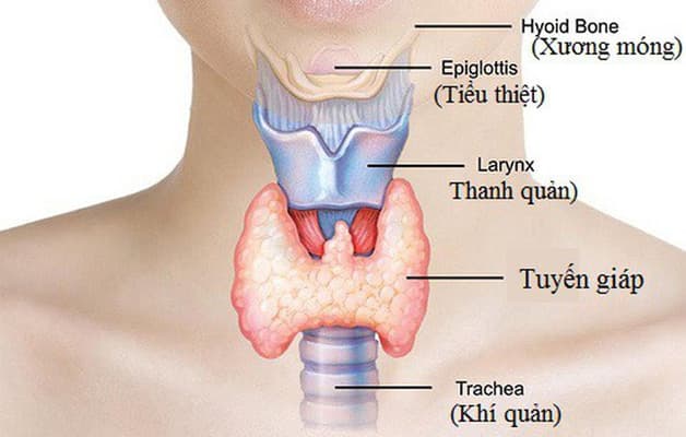 Tuyến giáp có hình dạng giống như cánh bướm, nằm bên dưới thanh quản và bên trên khí quản.