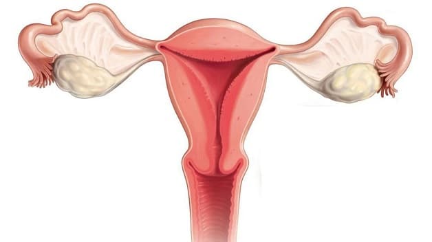 Tử cung đóng vai trò không thể phủ nhận trong quá trình sinh sản và cả duy trì sức khỏe của phụ nữ