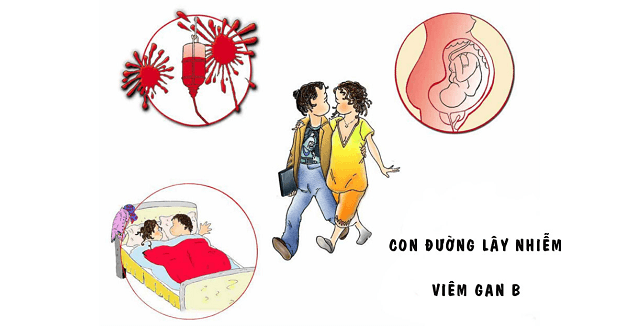 Virus viêm gan B xuất hiện trong tất cả các dịch cơ thể và dễ dàng lây truyền từ người bệnh sang người lành thông qua 3 con đường