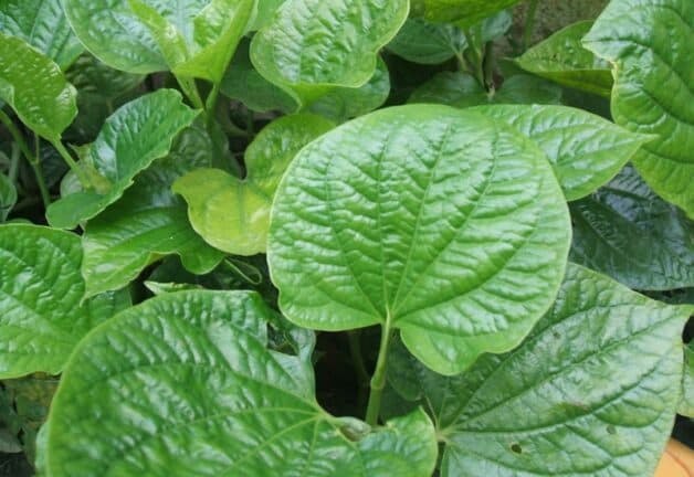 Lá lốt chữa mất ngủ được không là câu hỏi nhiều người thắc mắc