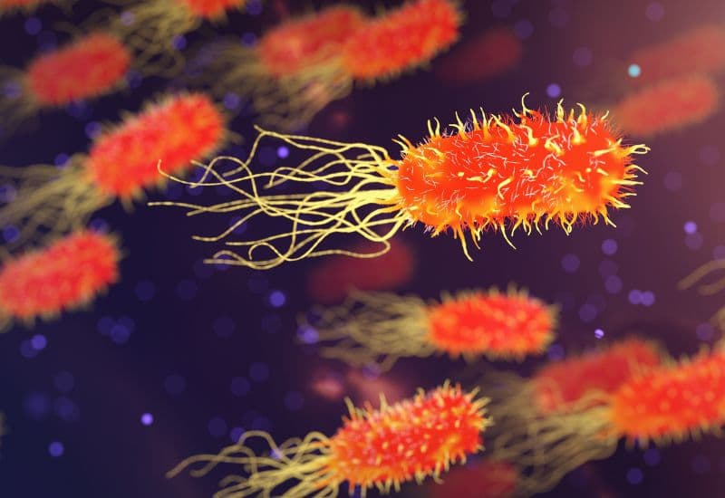 Nhiều vi khuẩn có thể gây nhiễm trùng đường ruột ở trẻ, như Salmonella, E. coli, Shigella, Campylobacter....