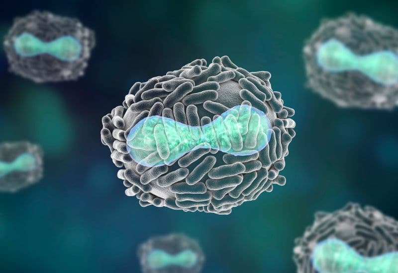 Variola virus được xác định là nguyên nhân phát sinh bệnh truyền nhiễm cấp tính đậu mùa. 