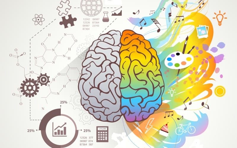 Vai trò của bán cầu não phải