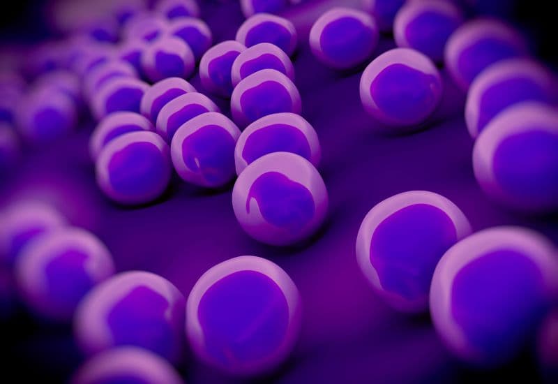 Trong rất nhiều vi khuẩn có thể gây đau mắt đỏ, Staphylococcus aureus, Streptococcus pneumoniae, Haemophilus influenzae, Moraxella catarrhalis, Chlamydia trachomatis… là những vi khuẩn phổ biến nhất.