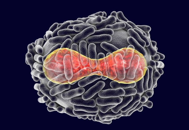 Giải đáp chi tiết: Đậu mùa là bệnh gì?