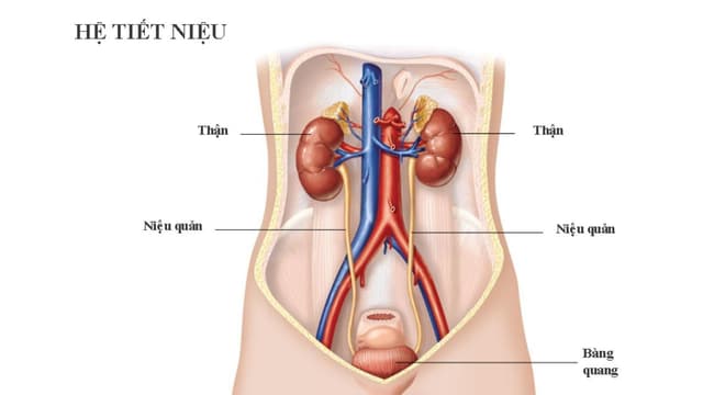 Khám thận tiết niệu giúp chẩn đoán và ngăn chặn bệnh kịp thời