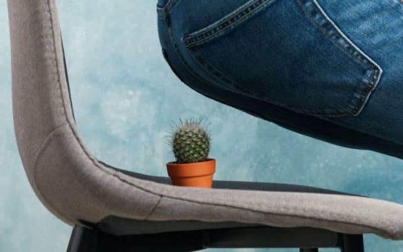 Lá ngải có chữa được bệnh trĩ không