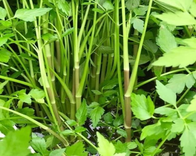 Chiến lược phòng chống lây nhiễm sán lá gan