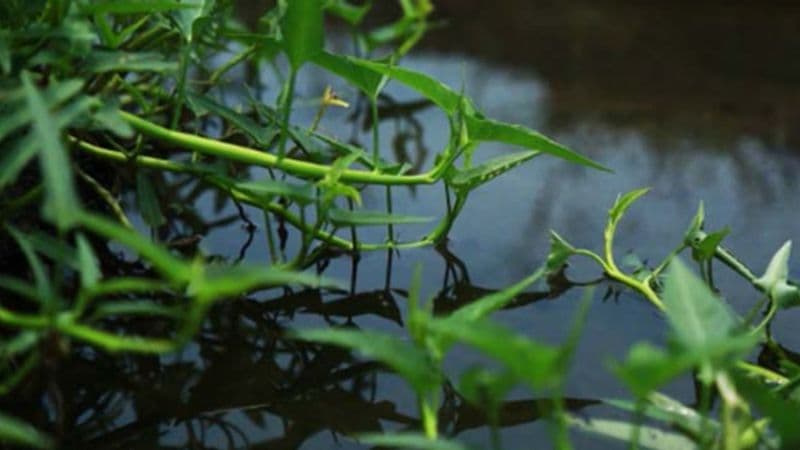 tìm hiểu chung về đặc điểm của sán lá gan