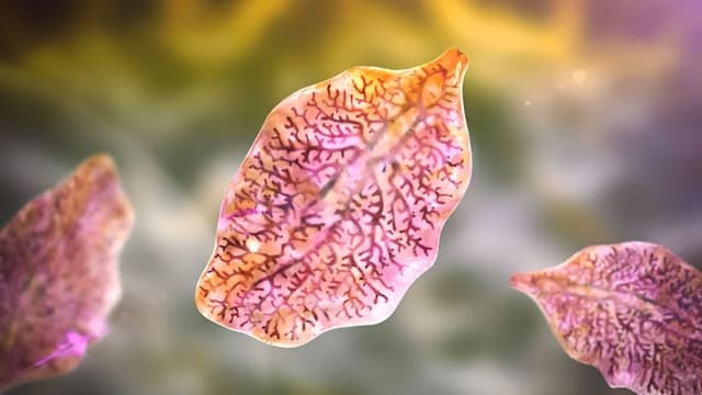 Giải đáp: Sán lá gan sống ở môi trường nào