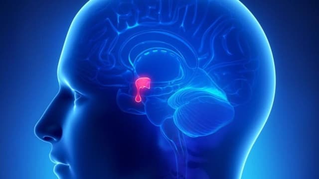 Giải đáp: Tuyến yên sản sinh ra các hormone môn nào?