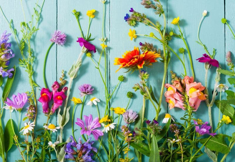 Trẻ có cơ địa dị ứng có thể khởi phát viêm phế quản nếu tiếp xúc với các dị nguyên như phấn hoa, nấm mốc, bụi, lông động vật….